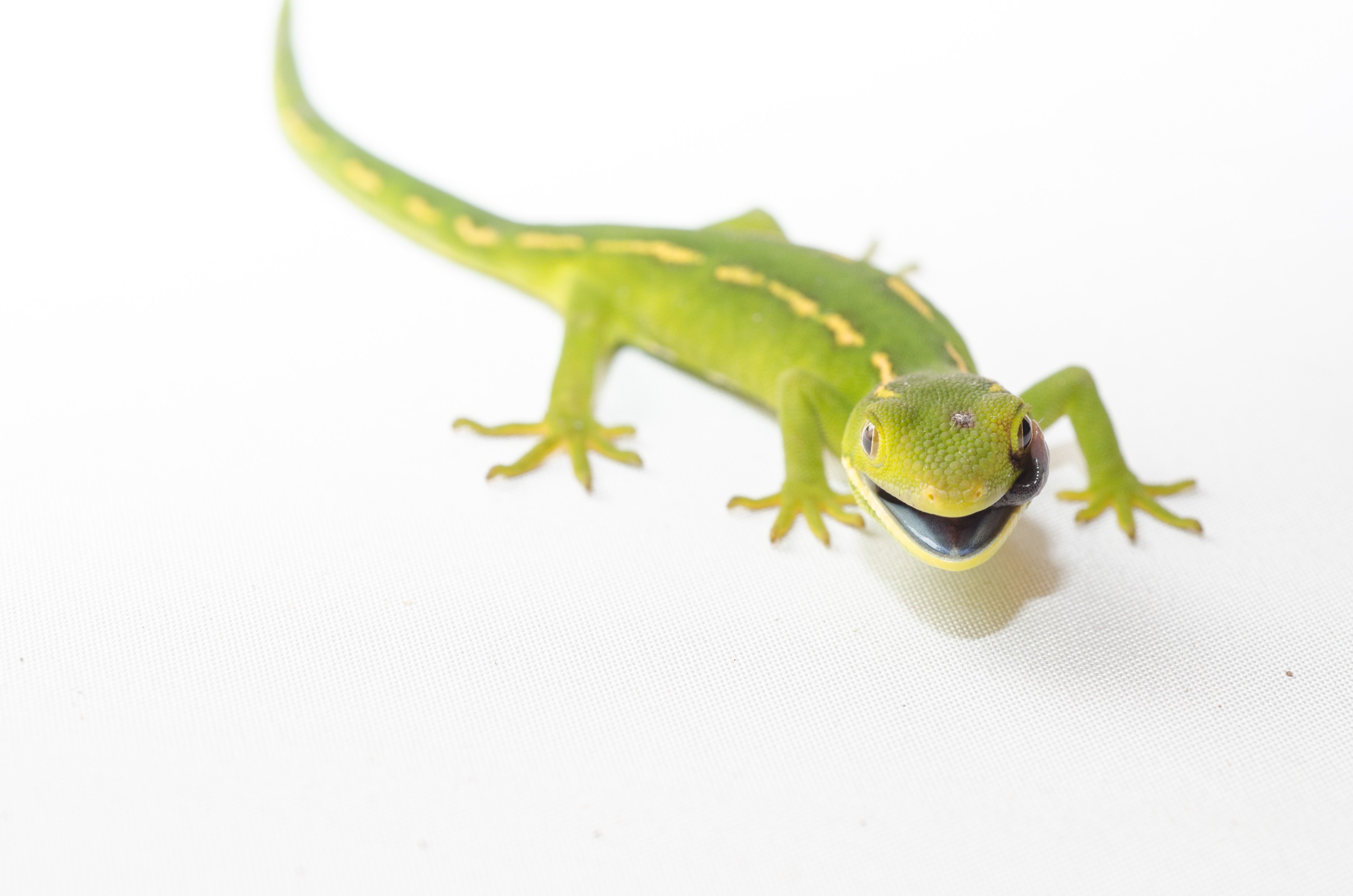 DSC_2767 – auckland, green, gecko, naultinus, elegans, elegans, home, lizard, irene, reptiles, amphibians, rare, cold, blood, new, new zealand, zealand, nz, northland, kaiatea road